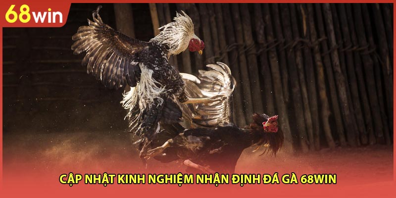 Cập nhật kinh nghiệm nhận định Đá gà 68WIN